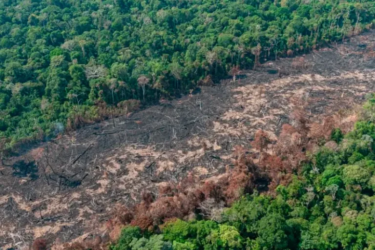 Bancada ruralista Moratória da Soja Amazônia compra grãos produzidos área desmatada