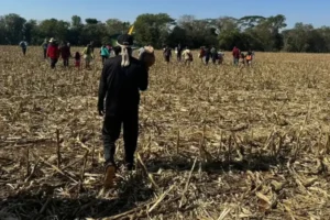 CIMI morte indígenas 2023