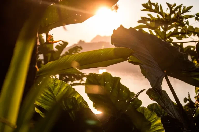 Fundo florestas tropicais Brasil novos apoios