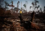 Incêndios Amazônia recorde 20 anos