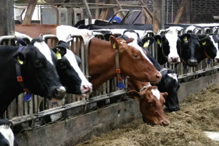Indústria da carne e laticínios segue Big Oil para desinformar sobre seus impactos climáticos