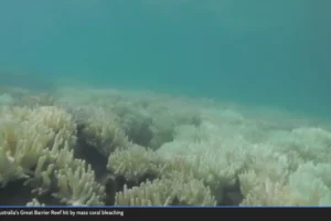 Grande Barreira de Corais branqueamento