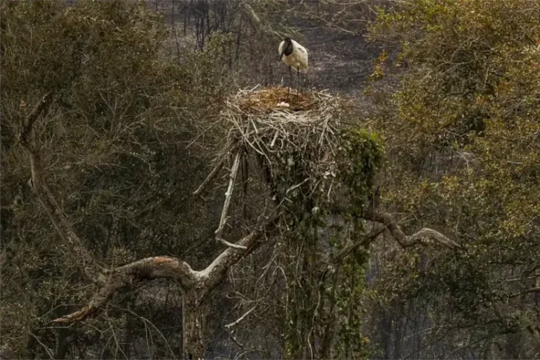 Pantanal em Chamas