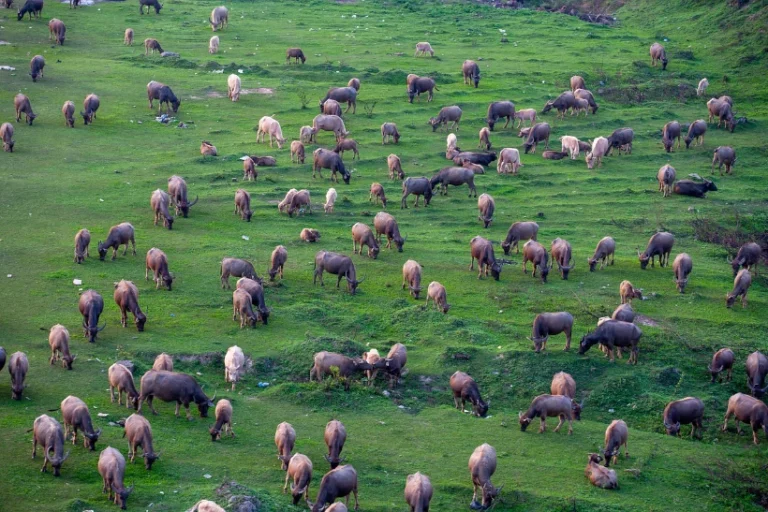 agropecuária desmatamento