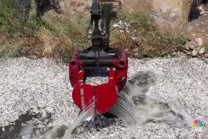 mortandade peixes Grécia