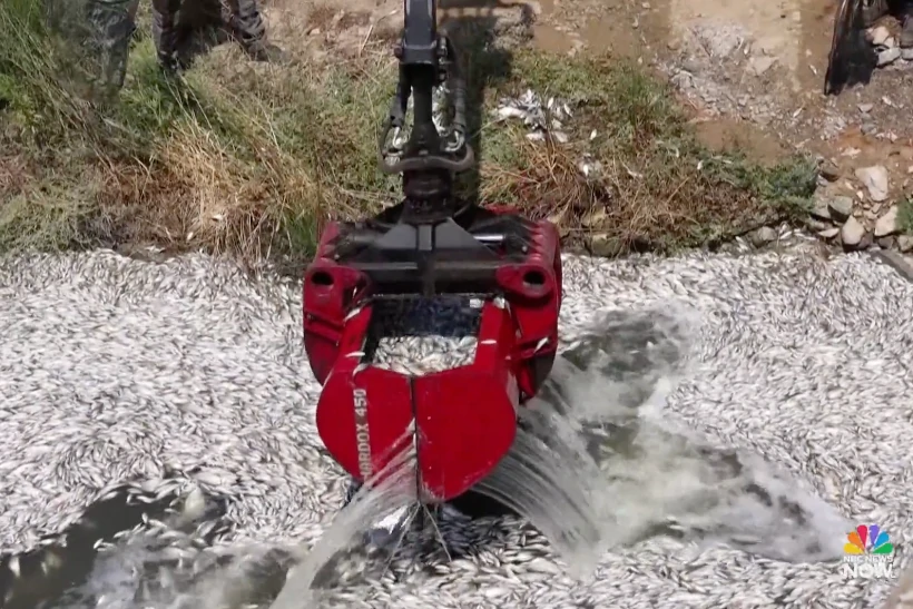 mortandade peixes Grécia