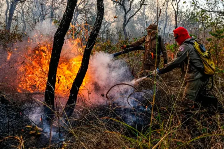 Incêndios devastaram quase metade do Cerrado desde 1985