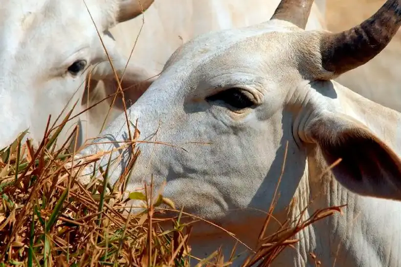 Mato Grosso boi bombeiro lei Áreas de Proteção Permanente