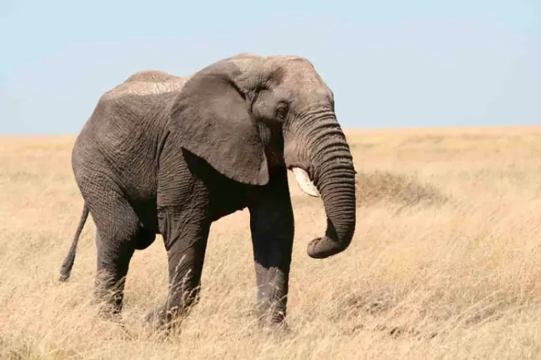 Namíbia abater elefantes zebras alimentar população seca extrema