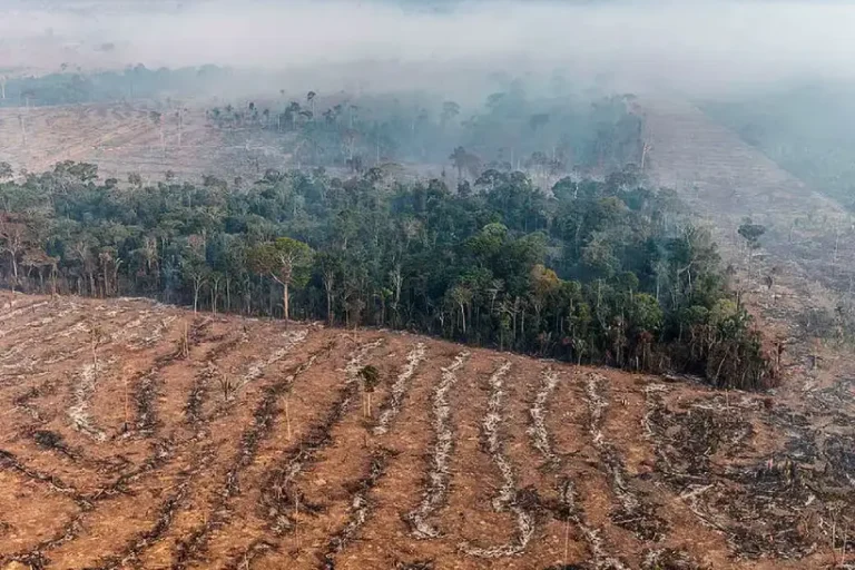 emissões queimadas crescem Amazônia