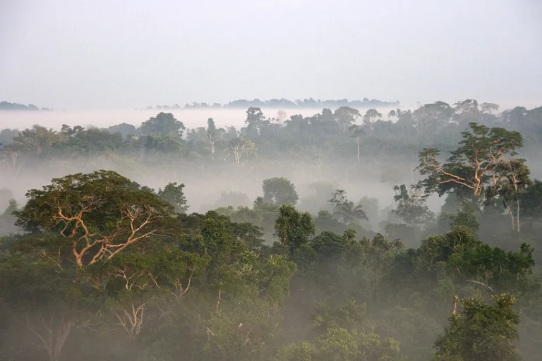 mudanças climáticas levam bioma ao limite