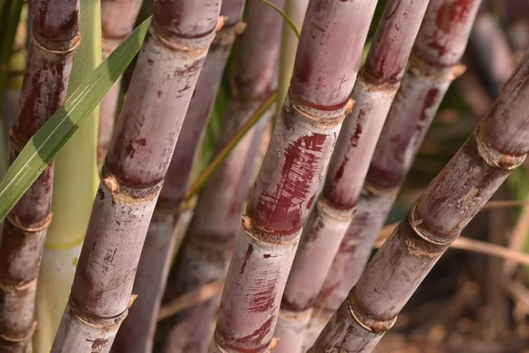 Brasil em chamas safras de alimentos