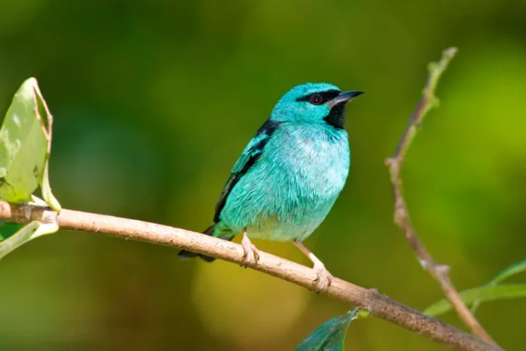 COP16 80% países prazo metas de preservação da biodiversidade ONU