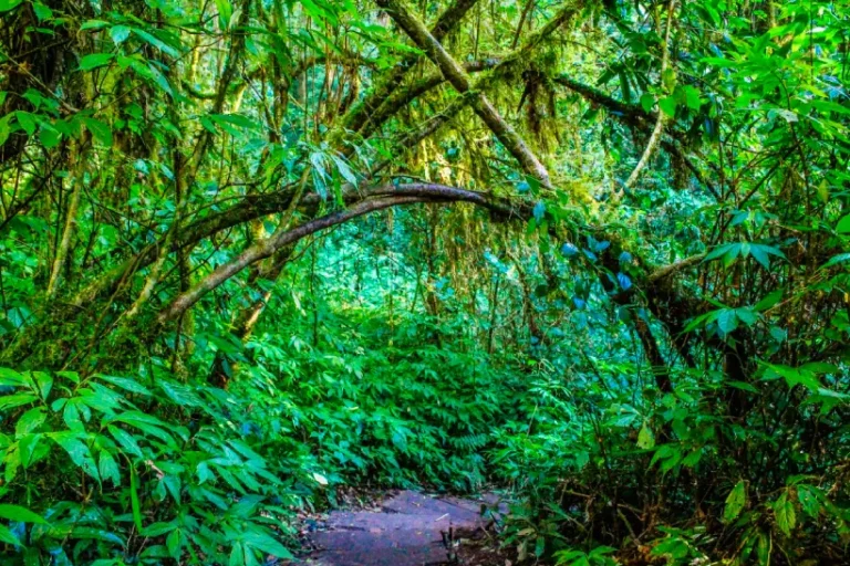 COP16 biodiversidade Brasil financiamento proteção de florestas