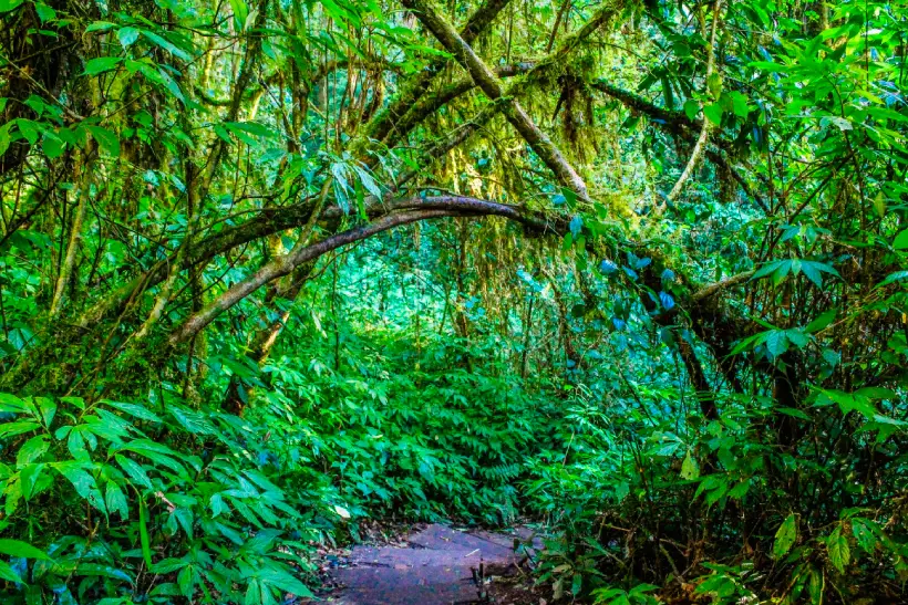 COP16 biodiversidade Brasil financiamento proteção de florestas