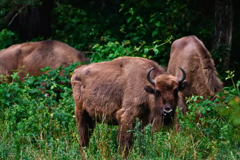 Mundo perdeu 73% da biodiversidade em 50 anos, mostra WWF