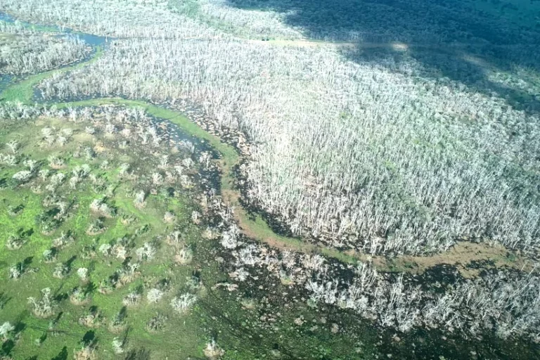 Pantanal desmate químico