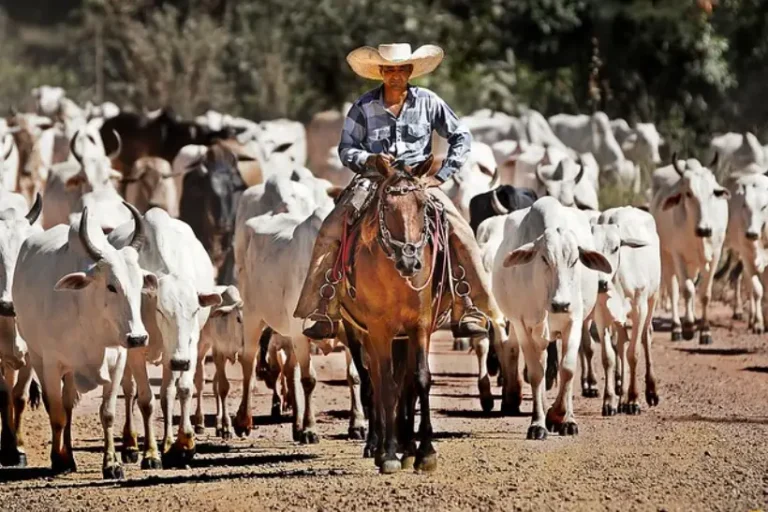 Prefeituras recusaram programa federal antidesmatamento comandadas por fazendeiros