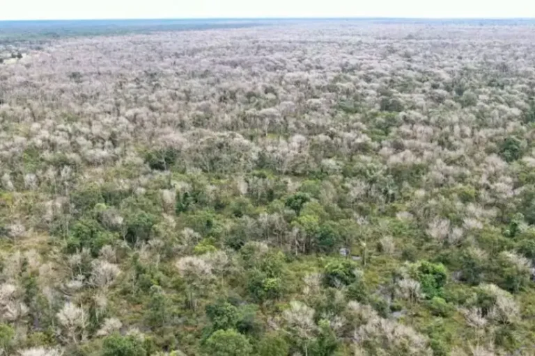 Ruralistas usam desmate químico para devastar biomas sem detecção por satélites