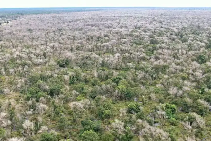 Ruralistas usam desmate químico para devastar biomas sem detecção por satélites
