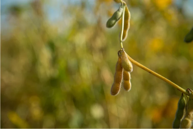 moratória da soja