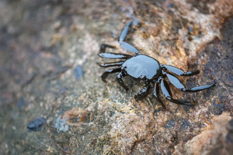 petróleo e biodiversidade