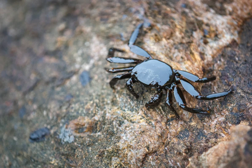 petróleo e biodiversidade