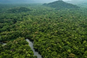 PRODES 2024 desmatamento cai