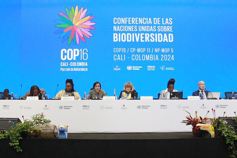 COP16 Biodiversidade retomada destravar financiamento