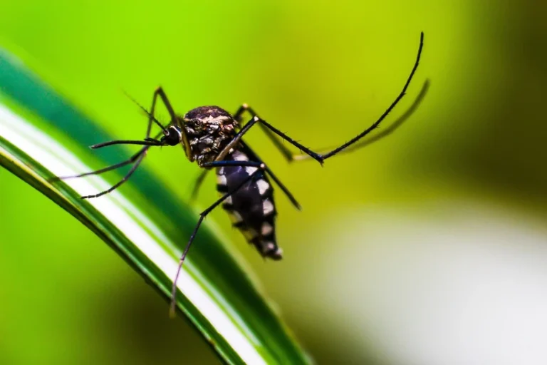 mudanças climáticas dengue