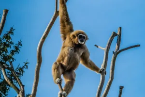 cop16 biodiversidade