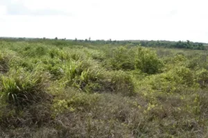 cerrado 100 bilhões pib agricultura regenerativa