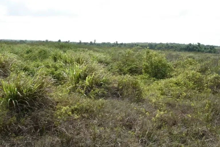 cerrado 100 bilhões pib agricultura regenerativa