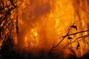 coreia do sul incêndios florestais