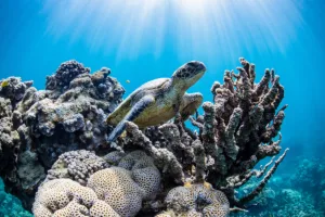 financiamento biodiversidade cop16 bis