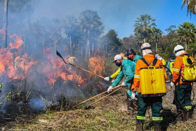 proteção do pantanal