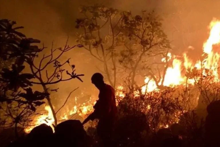 Área devastada incêndios florestais brasil