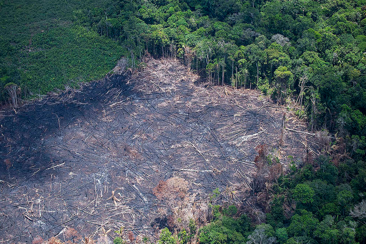 autorizações oficiaismadeira ilegal amazônia