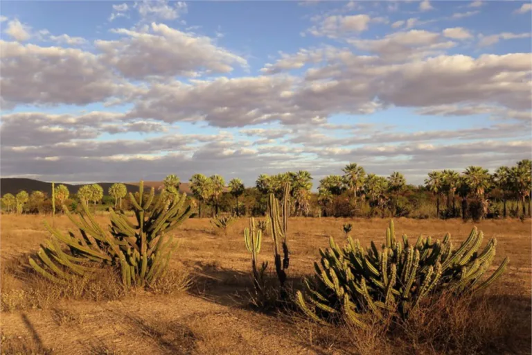 caatinga