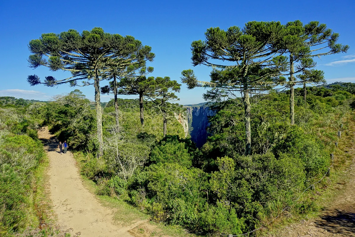 crise climática biodiversidade 2