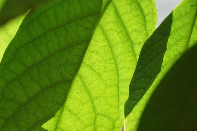 fundo é proposto para evitar exploração de petróleo na foz do amazonas