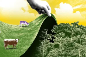 desmatamento ilegal legalizado