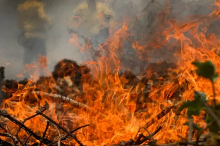 perda florestal incêndios
