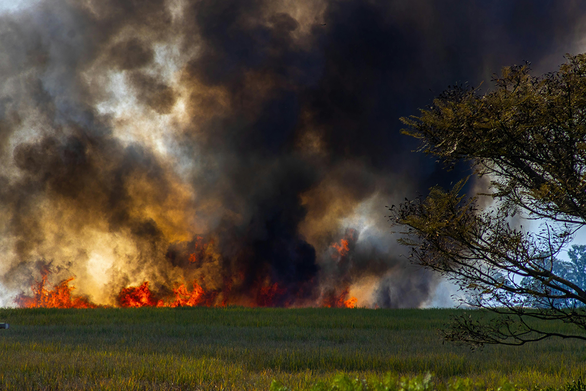poluição tóxica incêndios florestais