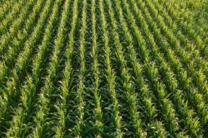 agropecuária brasileira consome mais energia fóssil que média global