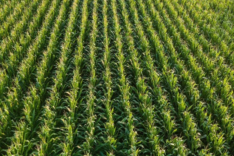 agropecuária brasileira consome mais energia fóssil que média global