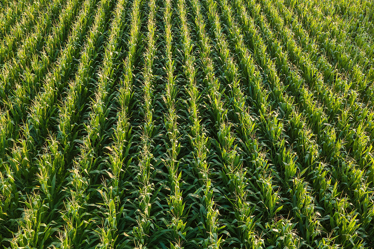 agropecuária brasileira consome mais energia fóssil que média global