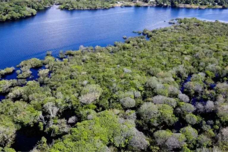 fundo amazônia