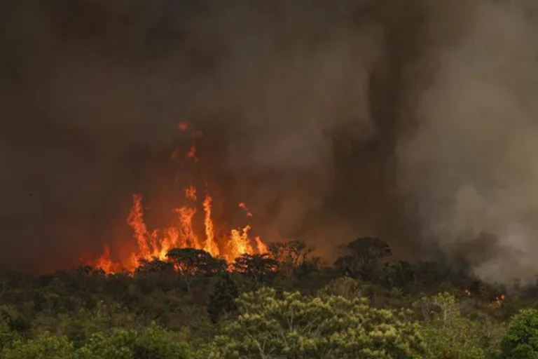 governo federal quer tipificar crime de ecocídio