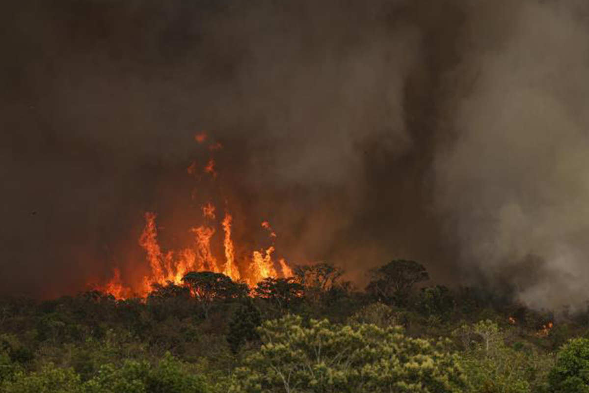 governo federal quer tipificar crime de ecocídio